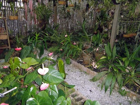 'Orchids Garden' is what you can see in this casa particular picture. Casas particulares are an alternative to hotels in Cuba. Check our website cuba-particular.com often for new casas.